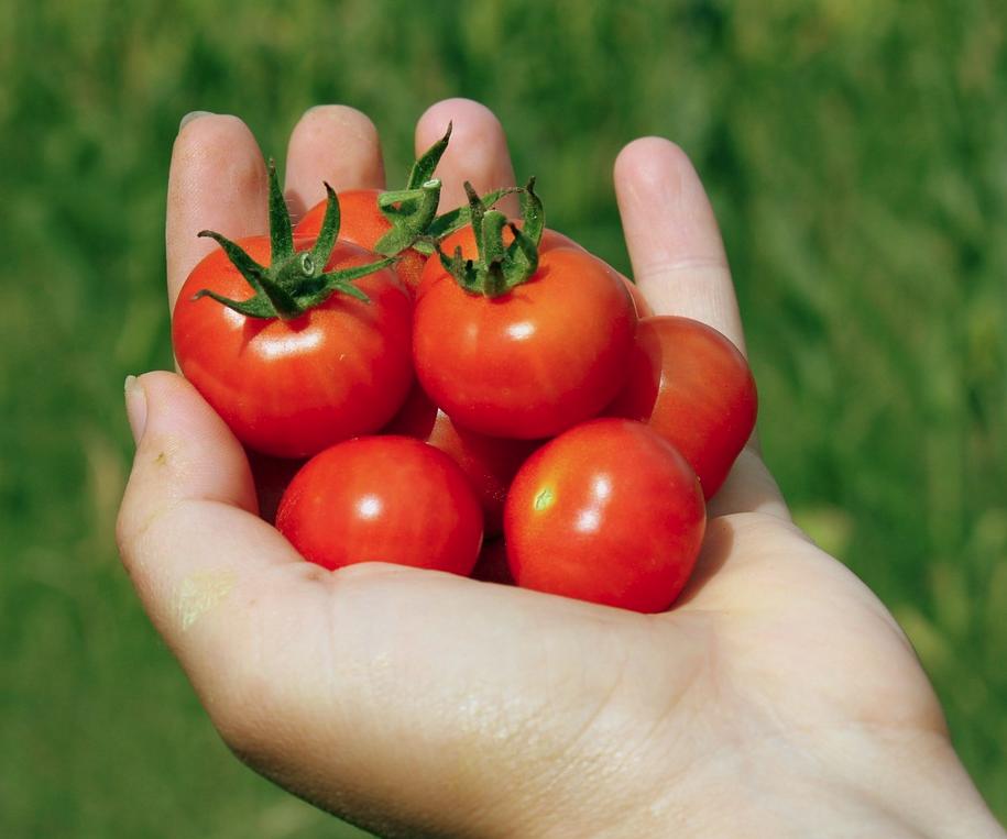 Tomaten Hand